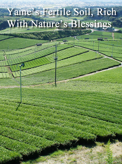 Yame's Fertile Soil, Rich With Nature's Blessings